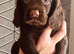cocker spaniel