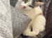 Adorable female kitten for sale due to allergy