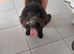 Male cockerpoo 9months old x