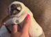 Puppy’s are HERE. English bulldog puppies