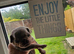 Reduced!!!Pug litter