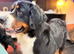 Gorgeous 3 year old Bernese female