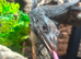 Male Varanus Beccarii (Black Tree Monitor), 3 years old