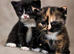 3 kittens ready now