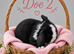 Pure breed Mini lops