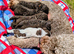 Spanish water dog KC register