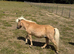 5 yr old palomino gelding