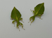 3 Little leaf insect nymphs (Phyllium gardabagusi "Argopuro")