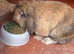 Lionhead Male Rabbit with cage