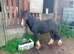 Yearling colt