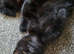 Kitten
