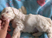 Toy Cavapoo Puppies Ready 13th July
