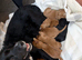 Cocker spaniel