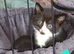 6 adorable kittens ready in 2 weeks