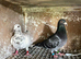 Racing pigeons for sale