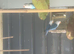 Pairs of love birds
