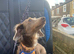 Miniature long hair Isabella Dachshund