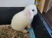 Beautiful Mini lop looking good a home