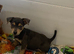 Jack Russell puppies now ready