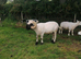 Selection of Rams available