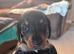 Dachshund Puppies