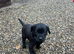 Black Labrador Pups
