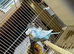 Helicopter budgies