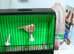 DNA Sexed Red Factor Hen £30