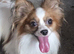 Red sable and white male papillon