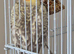 3 month old male pearl cockatiel