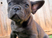 Solid Blue French bulldog 10 weeks old