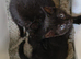 Gorgeous Raggamuffin x kittens.