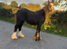 Black cob filly