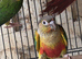 Pineapple Conures