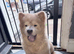Chow chow