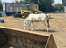 Lovely appy x Welsh gelding