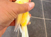 waterslager canary Hen
