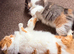 Loving Home for Simba and Luna