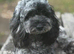 Female Merle Cavapoo for rehome