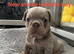 2 stunning french bulldog boys