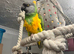 Rocky the Senegal parrot
