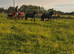 For sale two black mares with their foals both ride and drive