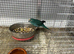 3 female Kakariki parrots available they are &pound;80 each