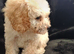 Toy poodle puppies