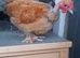 Bantam chickens