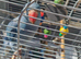 Blue baby Ringneck for sale