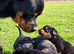 Stunning Rottweiler Puppies