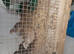 Jaoanese quail