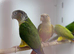 Conure
