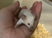 Baby male fancy mice for sale